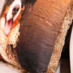 Mr. Dog - EY251 - Görsel 2